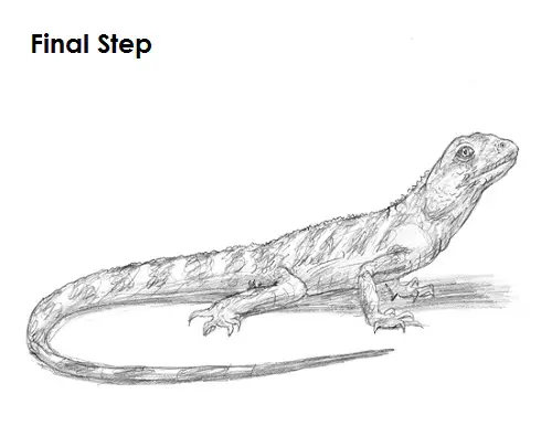 creative monitor lizard sketch - Google Search | Animal coloring pages,  Australian native animals, Animal drawings